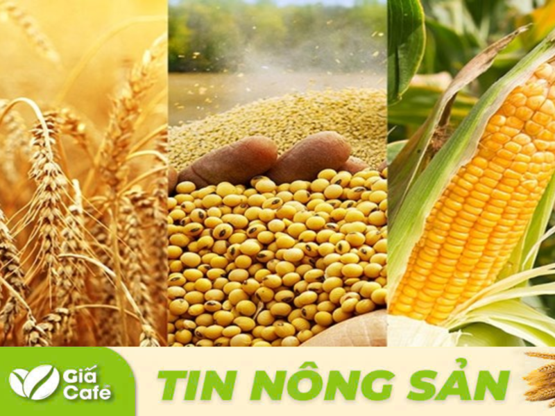 Bộ N&ocirc;ng nghiệp Hoa Kỳ (USDA), tỷ lệ l&uacute;a m&igrave; đ&ocirc;ng ở trạng th&aacute;i &ldquo;tốt&rdquo; v&agrave; &ldquo;xuất sắc&rdquo; đ&atilde; tăng từ 44% l&ecirc;n 46%
